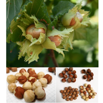 'Somerset' Hazelnut