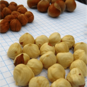 'Monmouth' Hazelnut