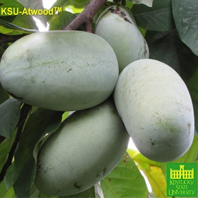 'KSU- Atwood' ™ Pawpaw