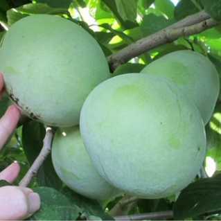 'KSU- Benson' ™ Pawpaw