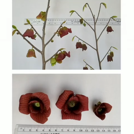 Peterson Pawpaws ®- 'Kanawha' ®