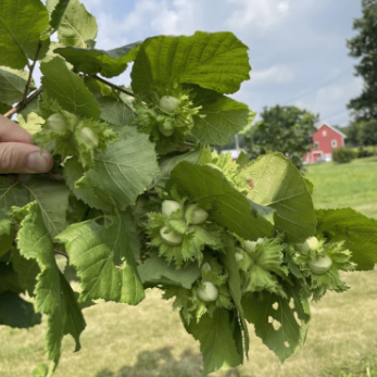 'Raritan' Hazelnut