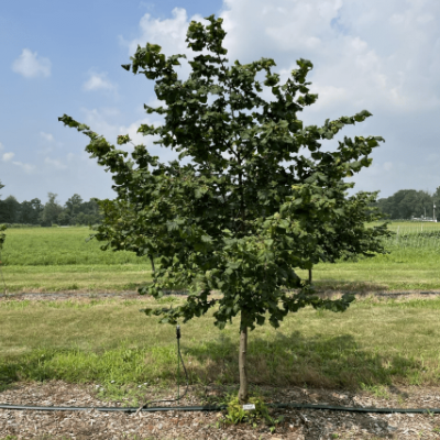 'Somerset' Hazelnut