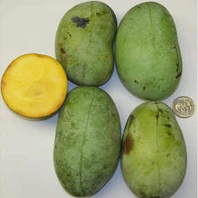 'KSU- Atwood' ™ Pawpaw