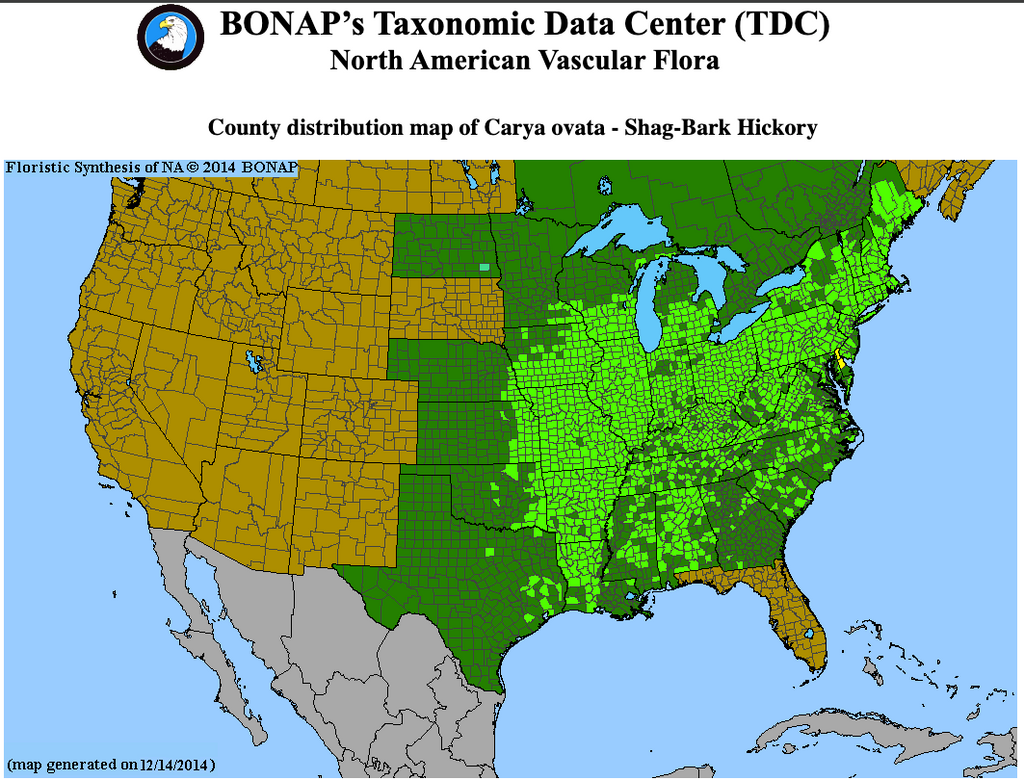Shagbark Hickory Seedling