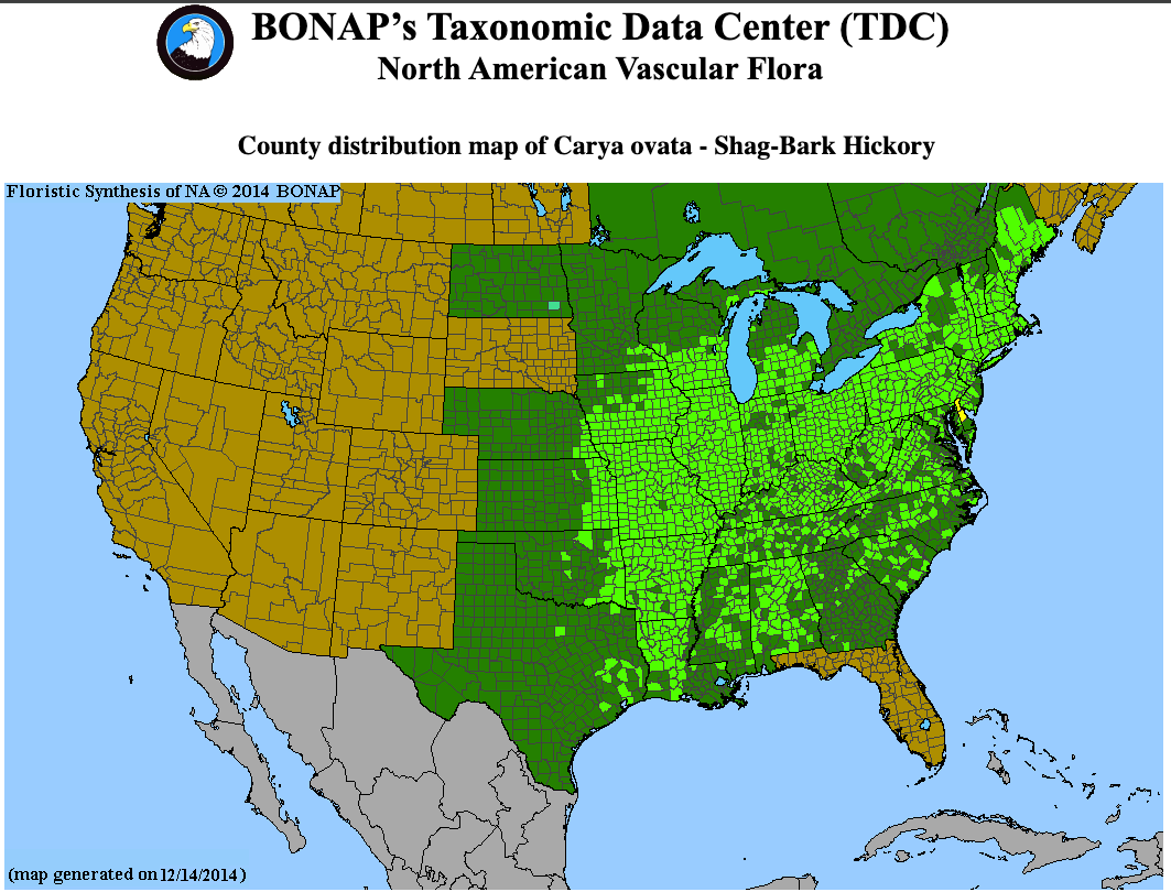 Shagbark Hickory Seedling