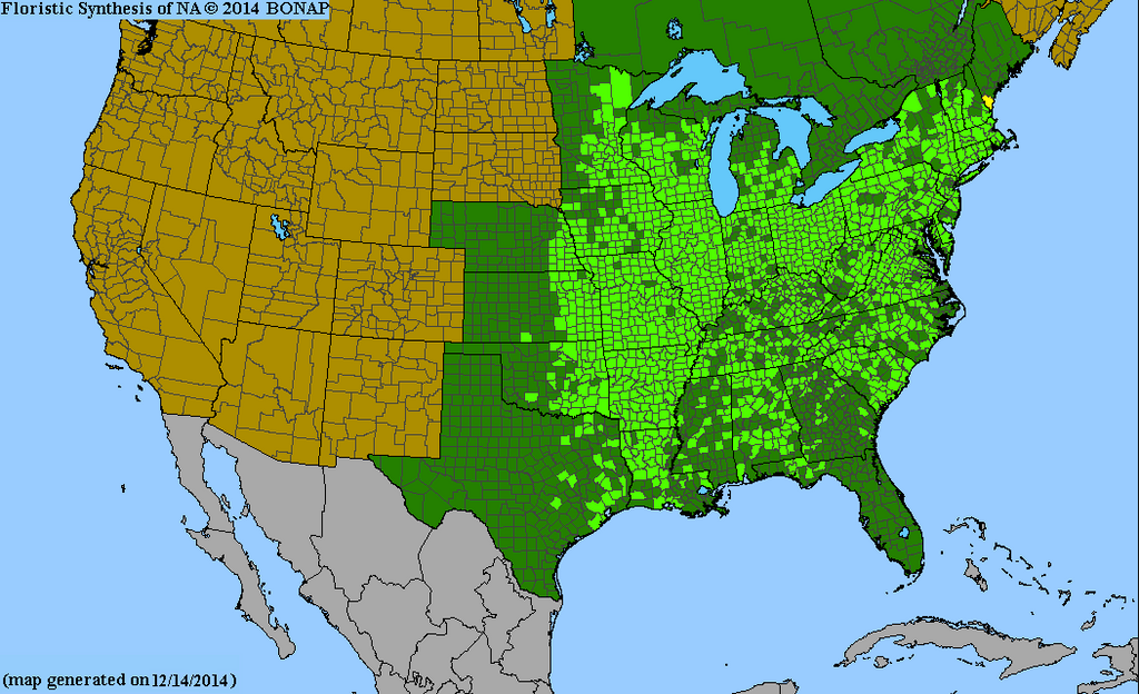 Yellowbud Hickory Seedling