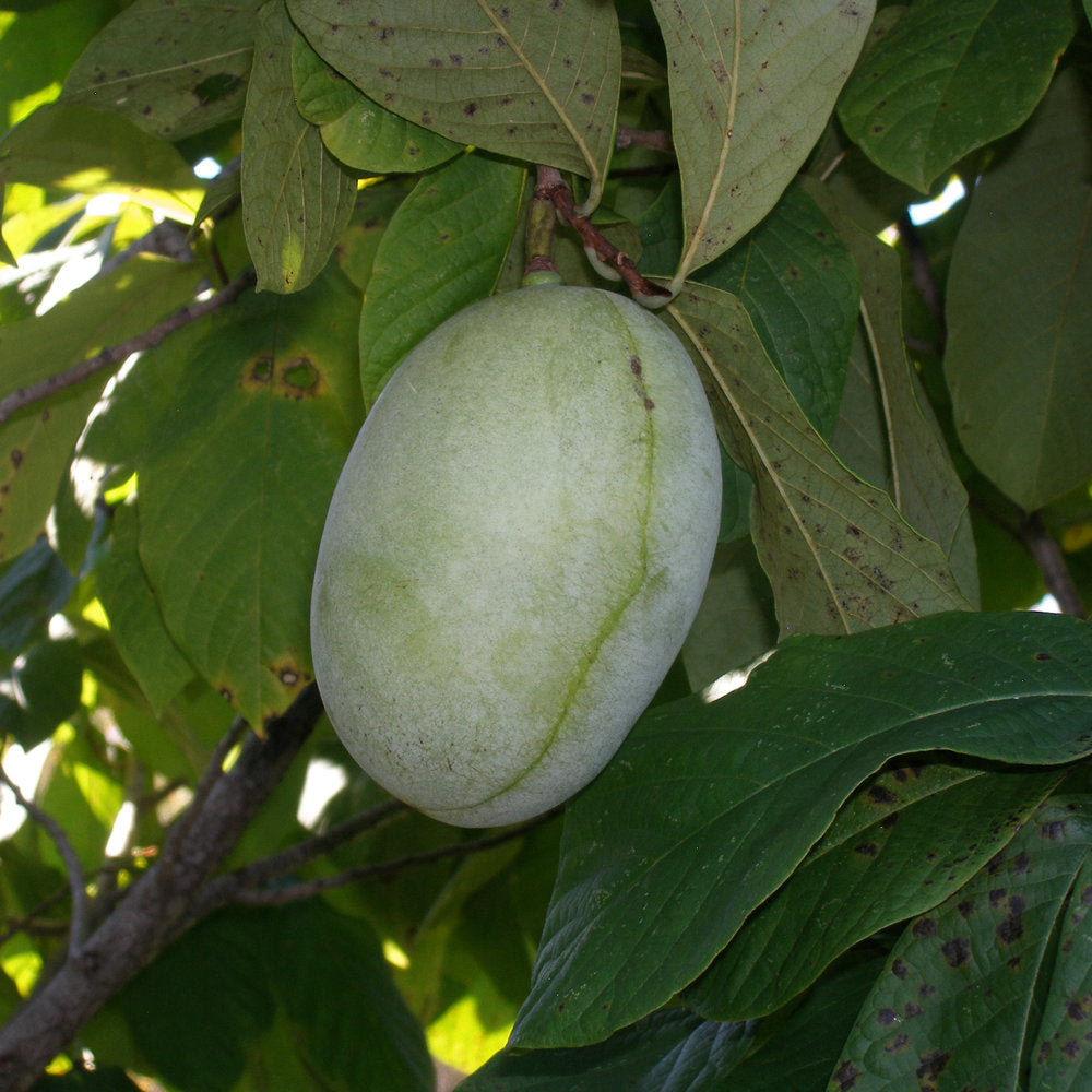 Peterson Pawpaws ®- 'Shenandoah' ™