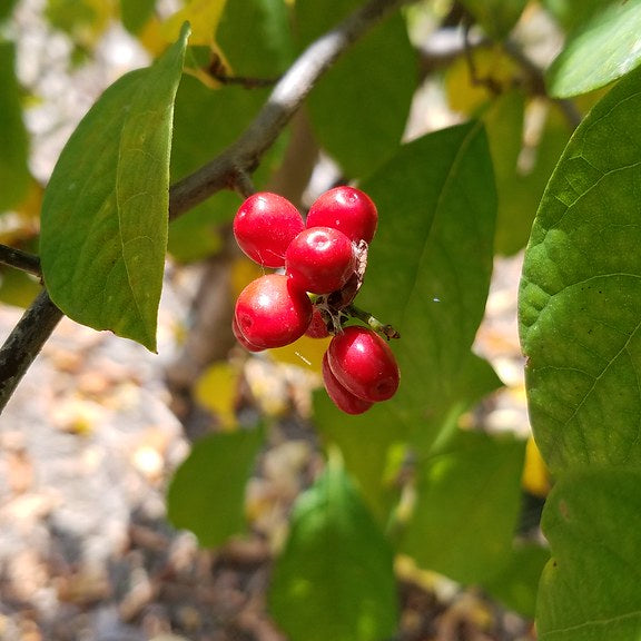 Spicebush- Size: Large (NJ Ecotype)