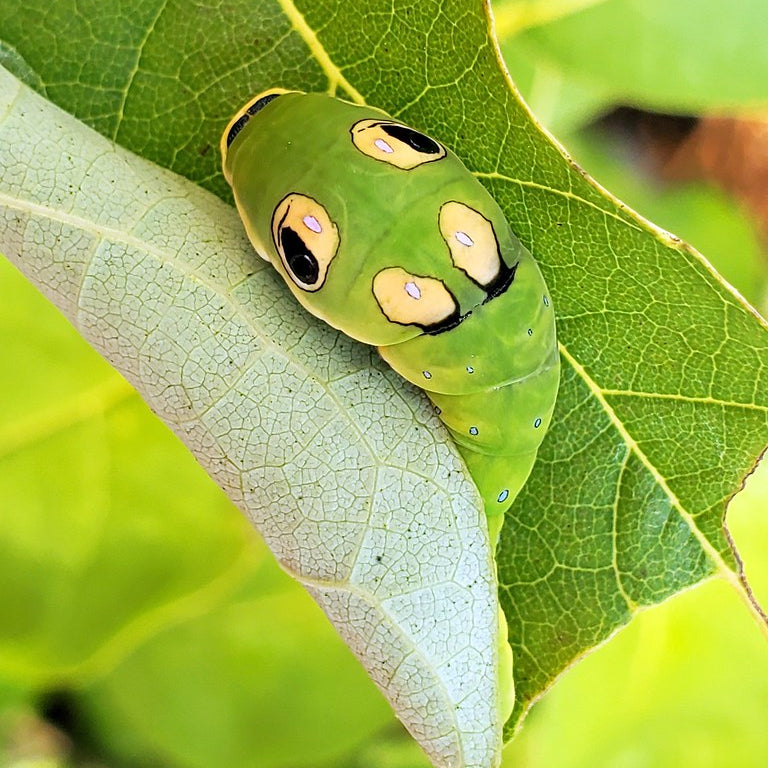 Spicebush- Size: Large (NJ Ecotype)
