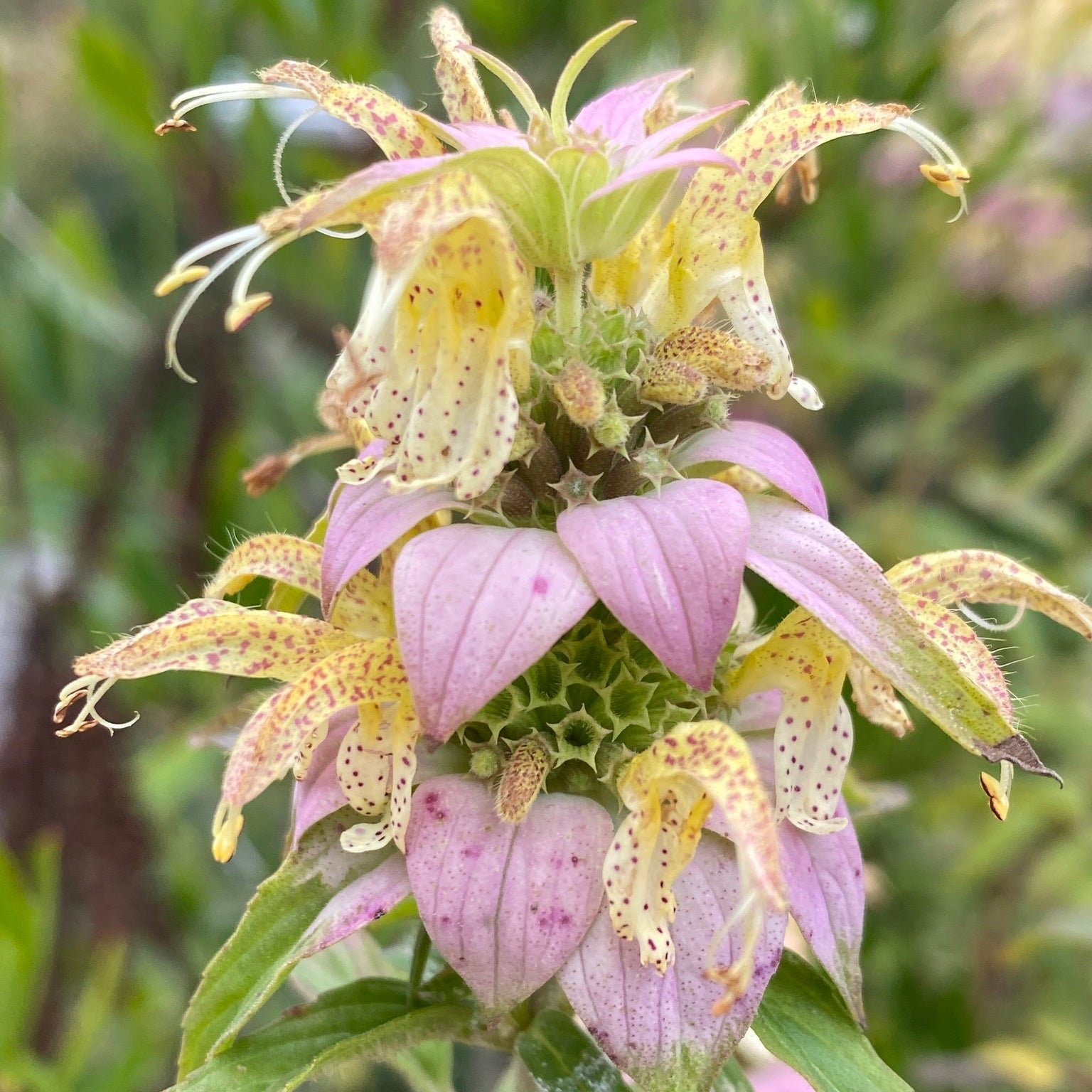 Spotted Horsemint