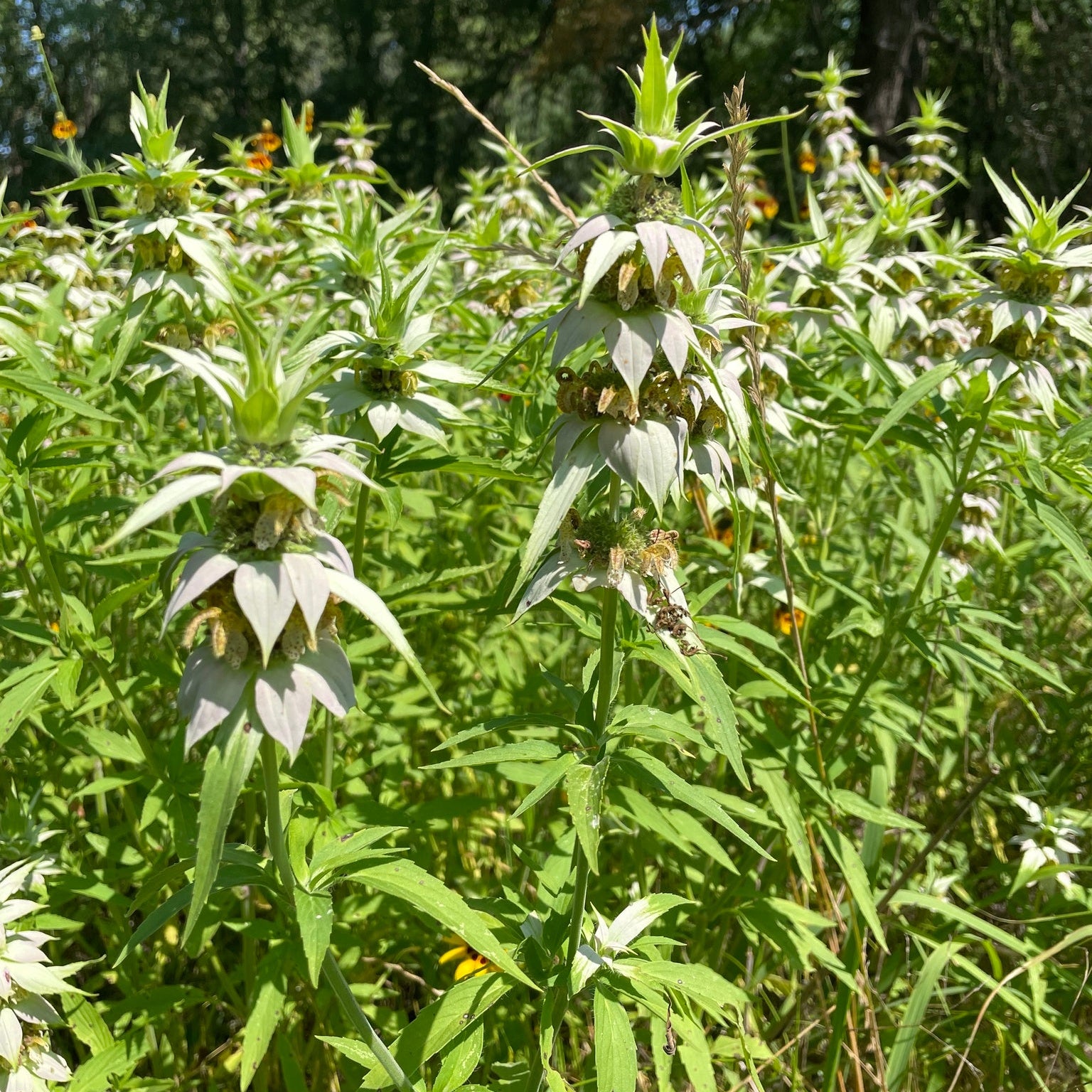 Spotted Horsemint