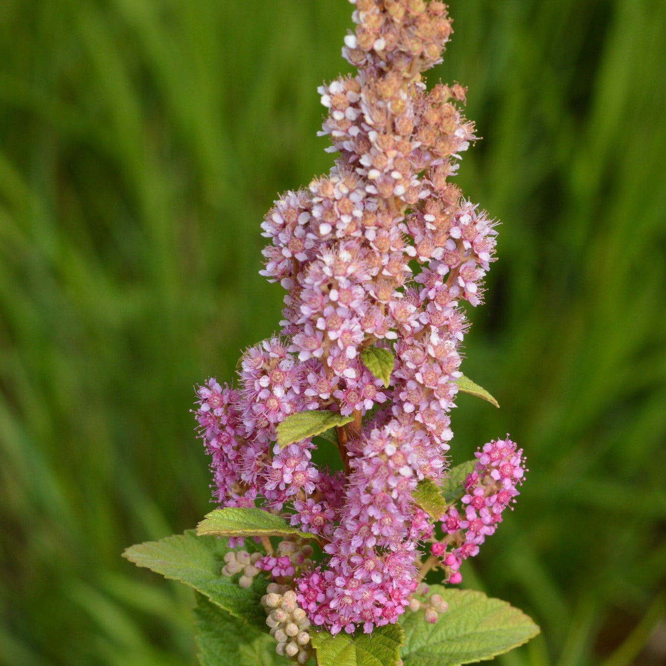 Steeplebush (Spirea tomentosa)