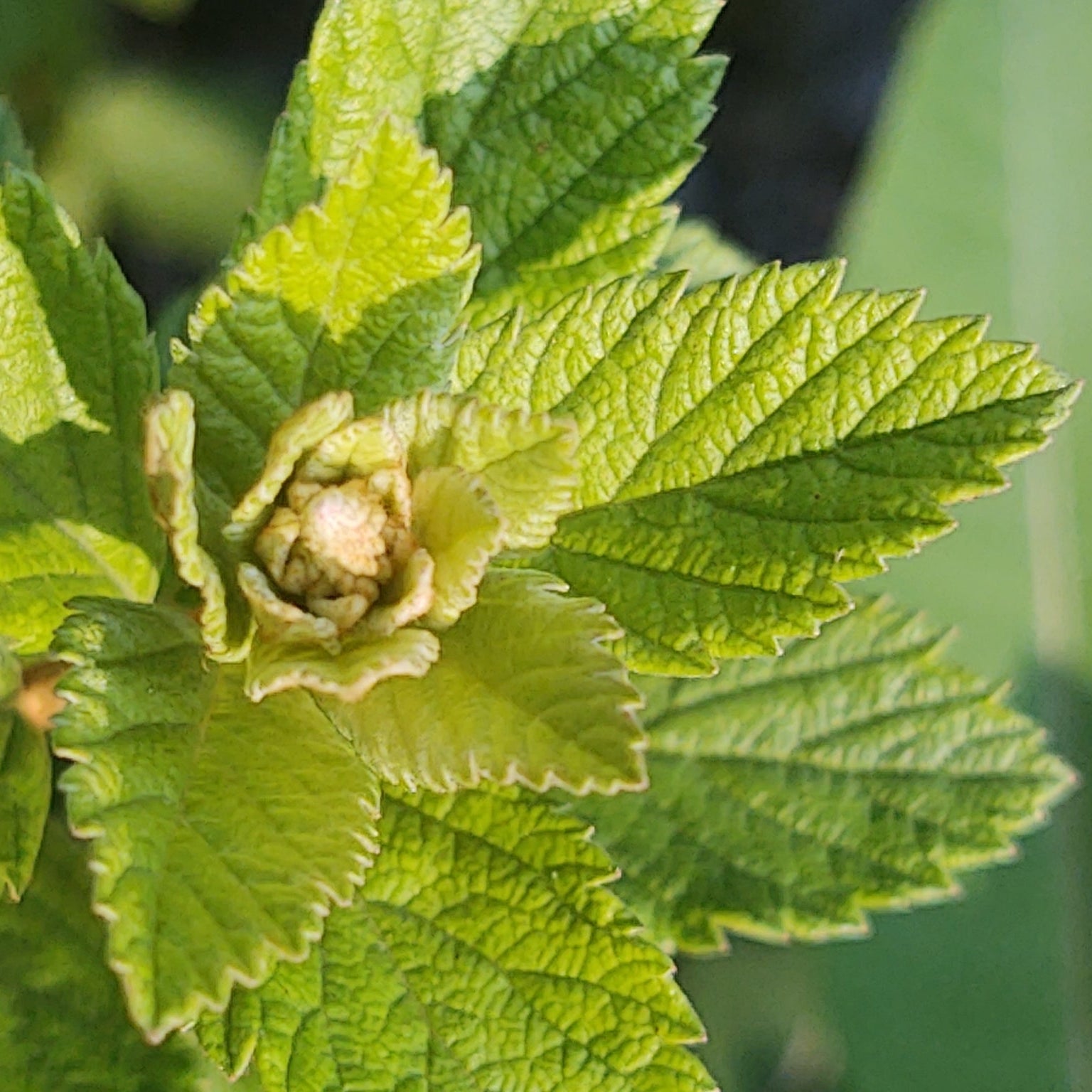 Steeplebush (Spirea tomentosa)