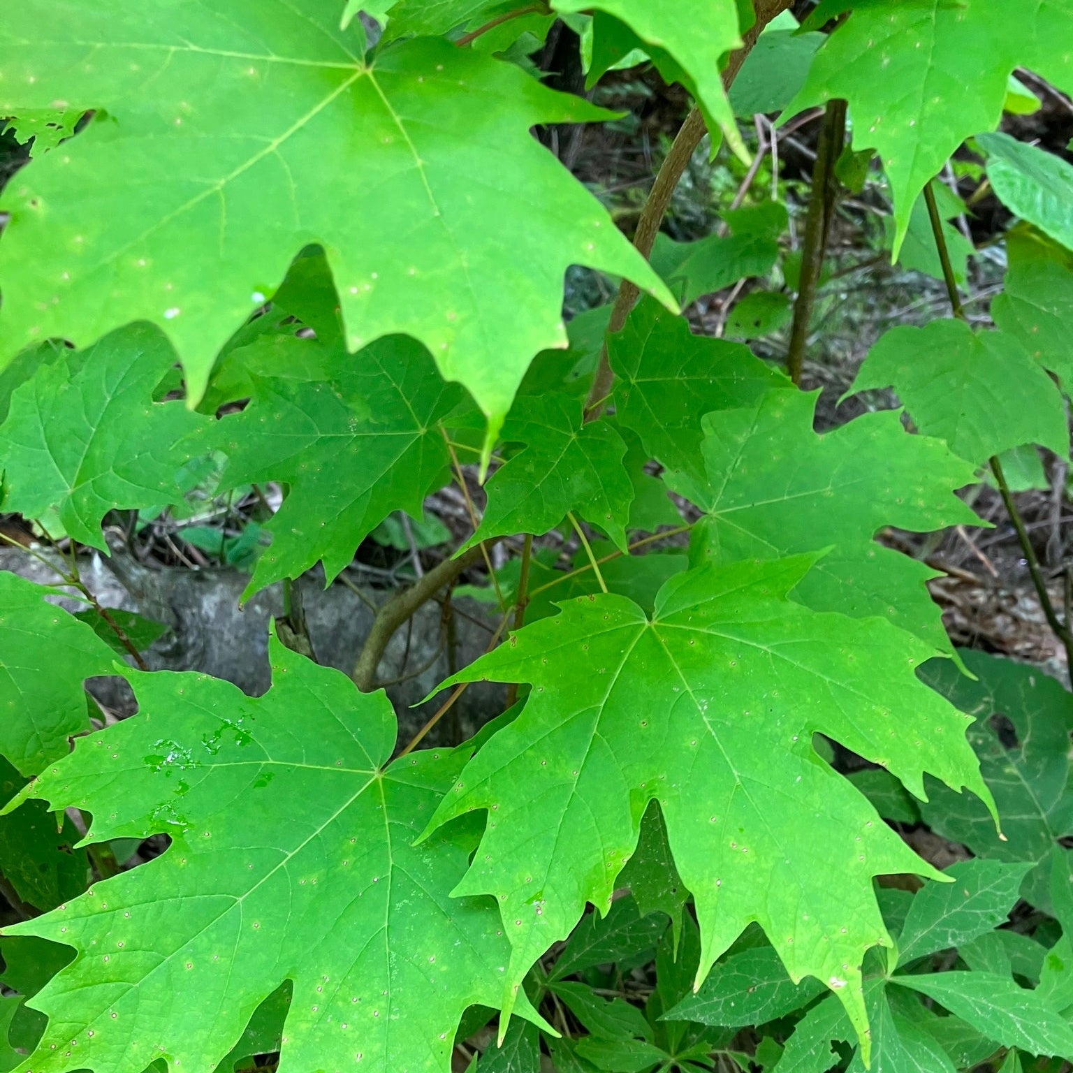 Sugar Maple