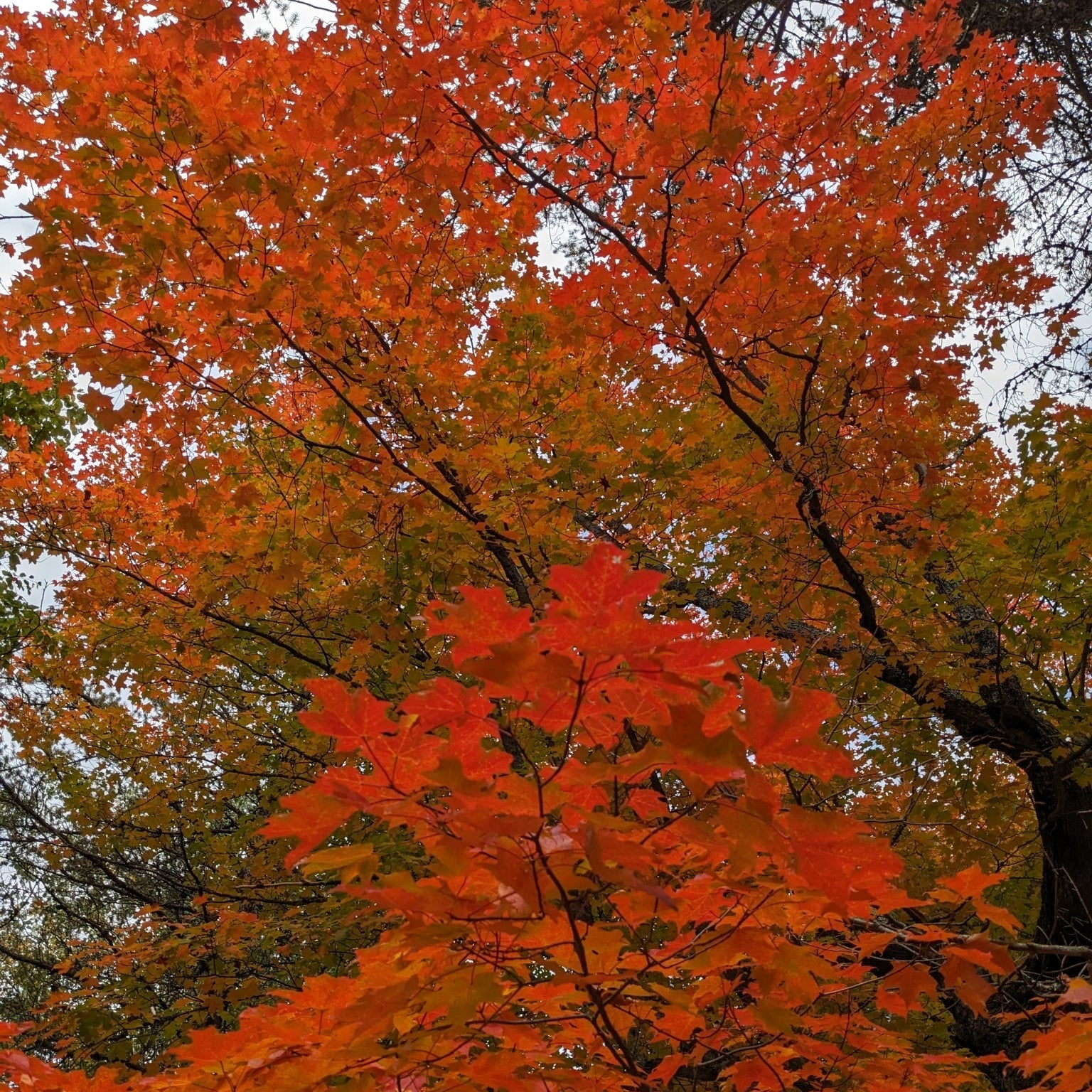 Sugar Maple