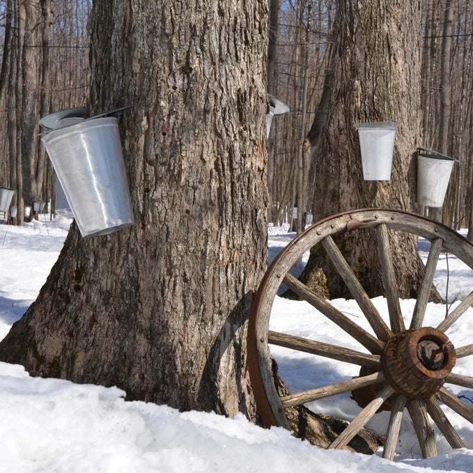 Sugar Maple