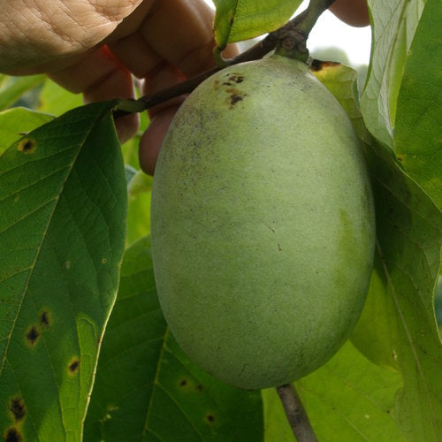 Peterson Pawpaws ®- 'Susquehanna' ®