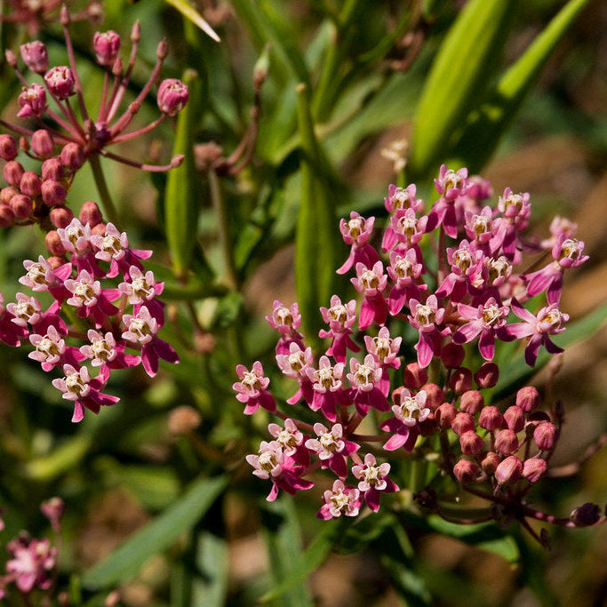 Swamp Milkweed— NJ Harvested
