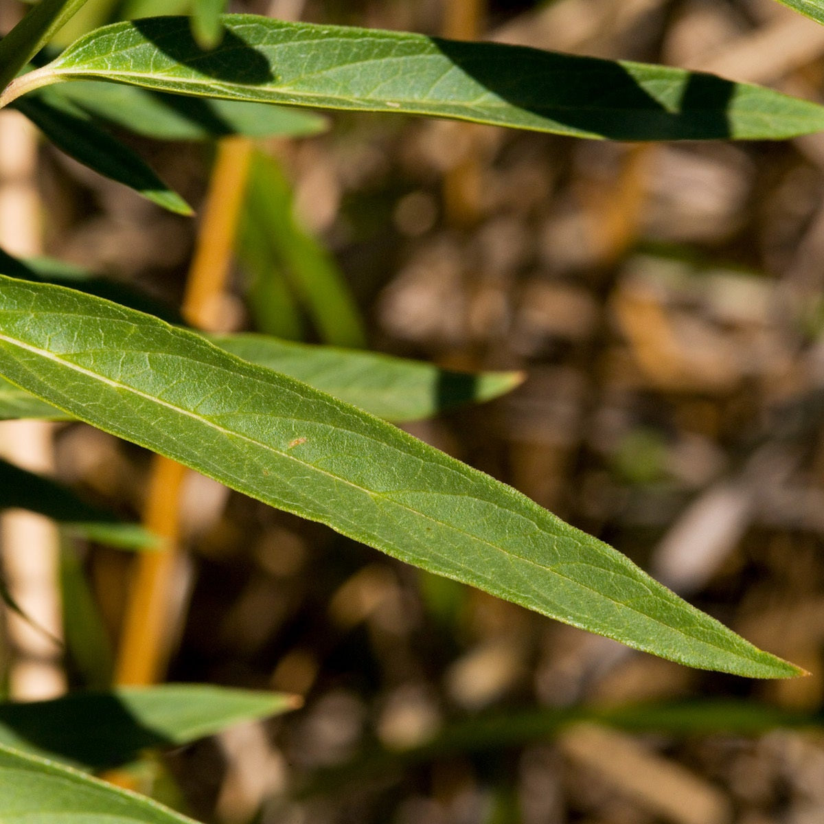 Swamp Milkweed— NJ Harvested