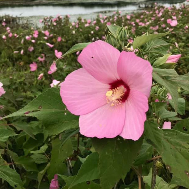 Swamp Rose Mallow
