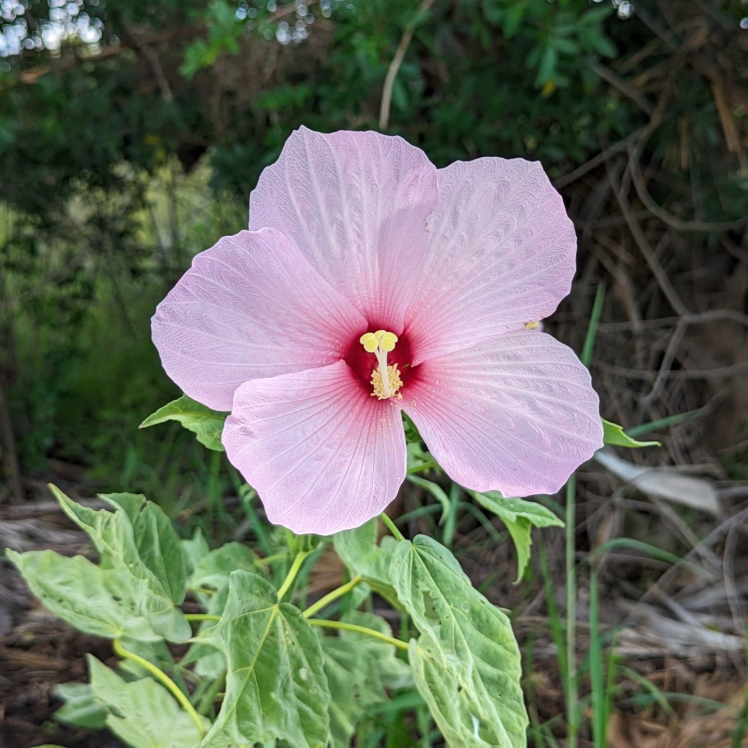 Swamp Rose Mallow