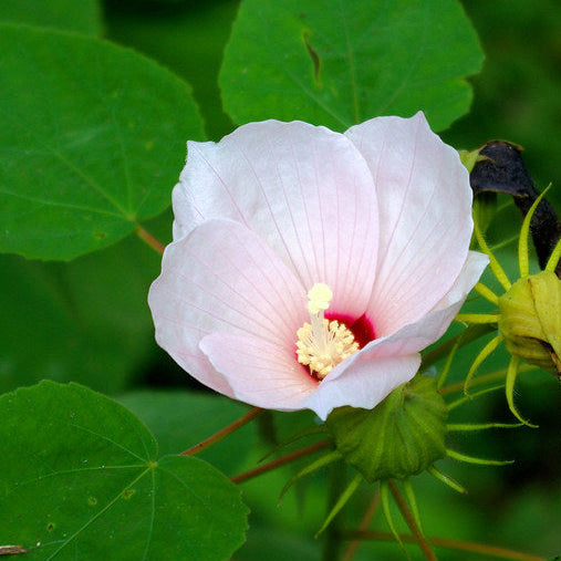 Swamp Rose Mallow