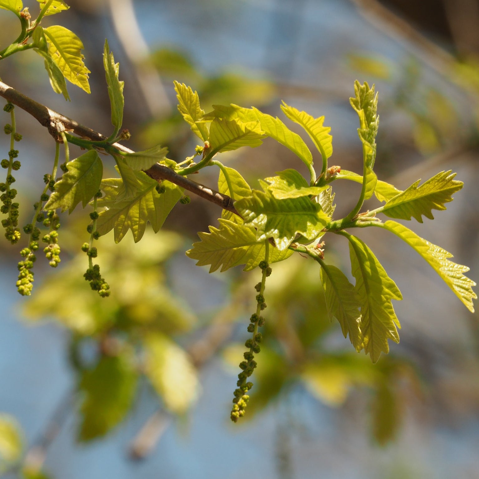Swamp White Oak