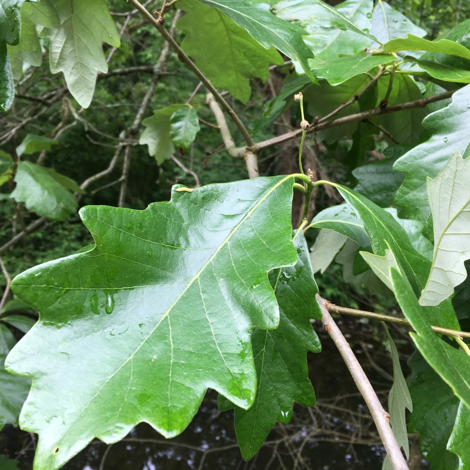 Swamp White Oak