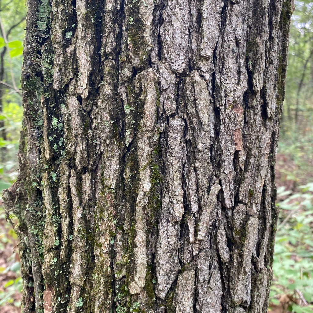 Swamp White Oak