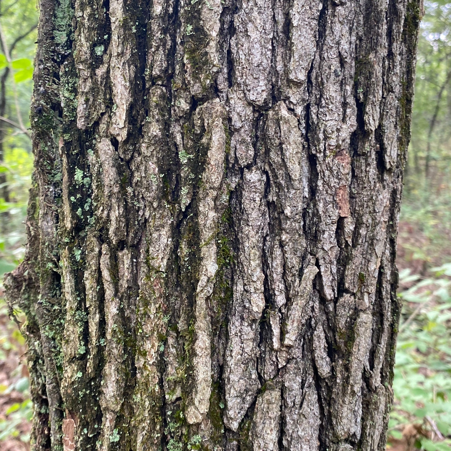Swamp White Oak