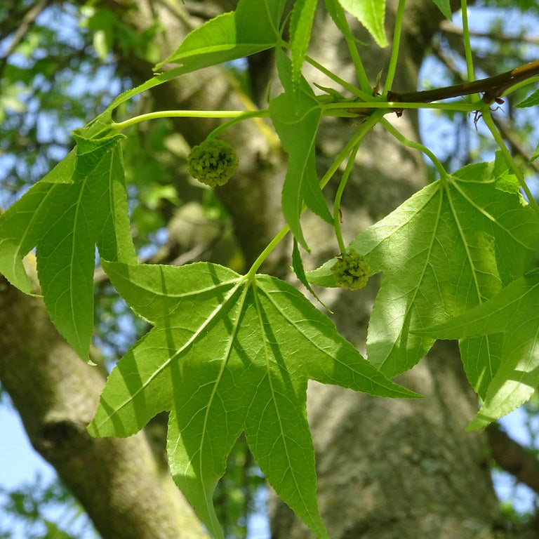 Sweetgum