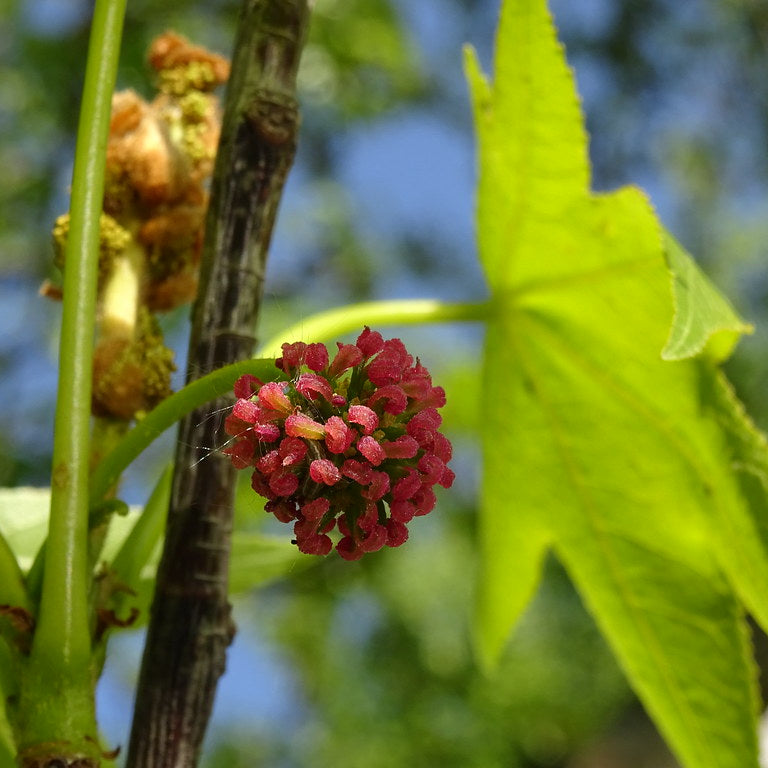 Sweetgum