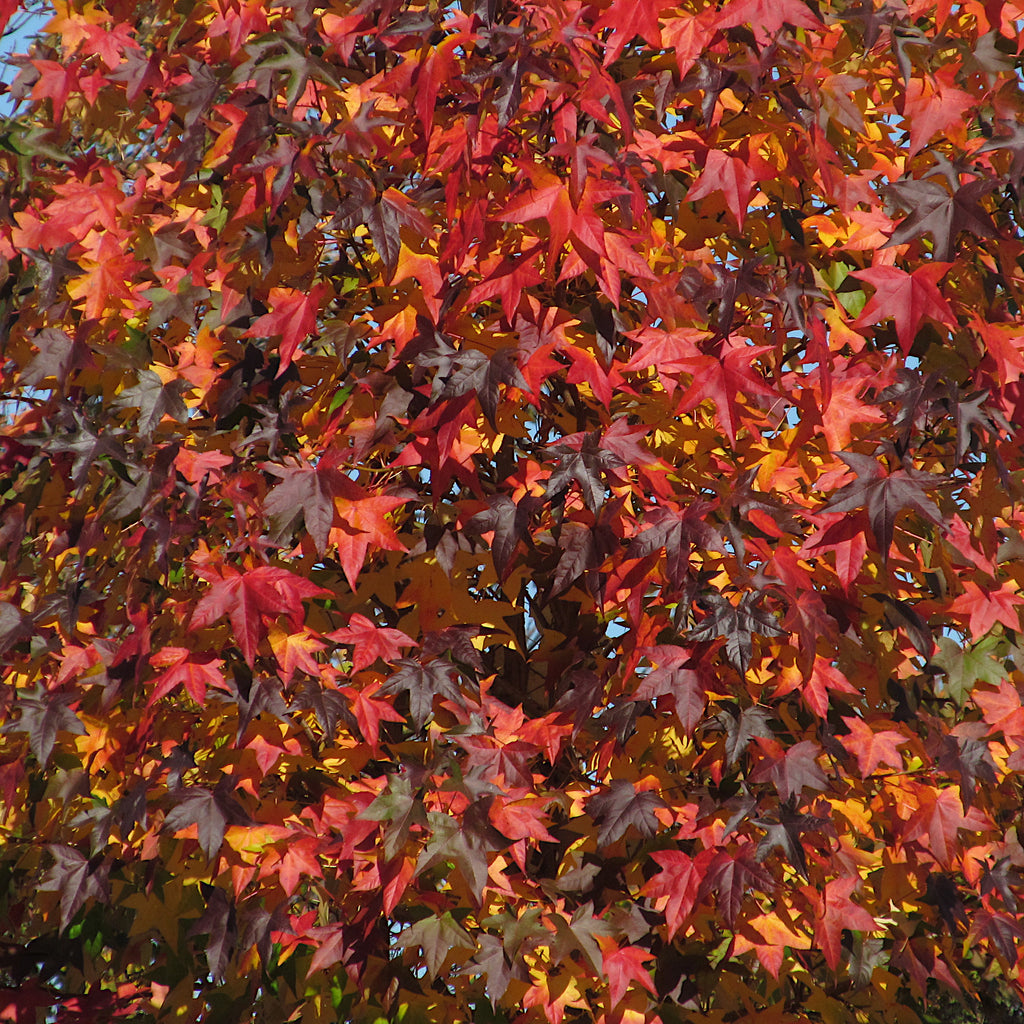 Sweetgum
