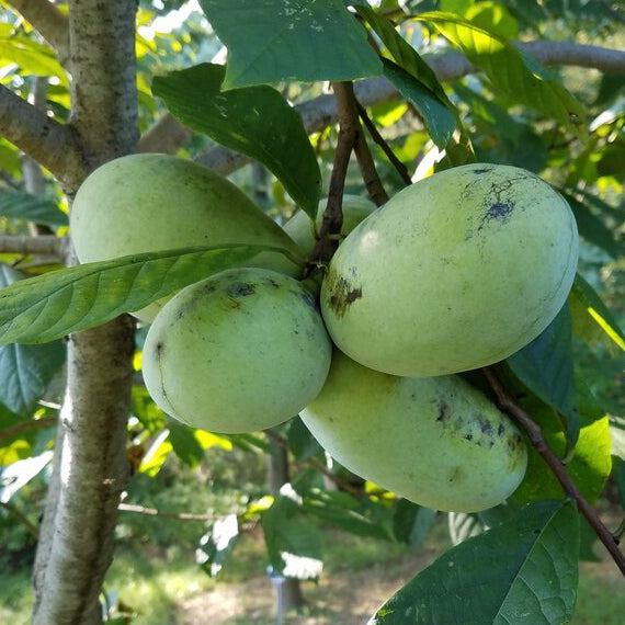 Peterson Pawpaws ®- 'Tallahatchie' ®