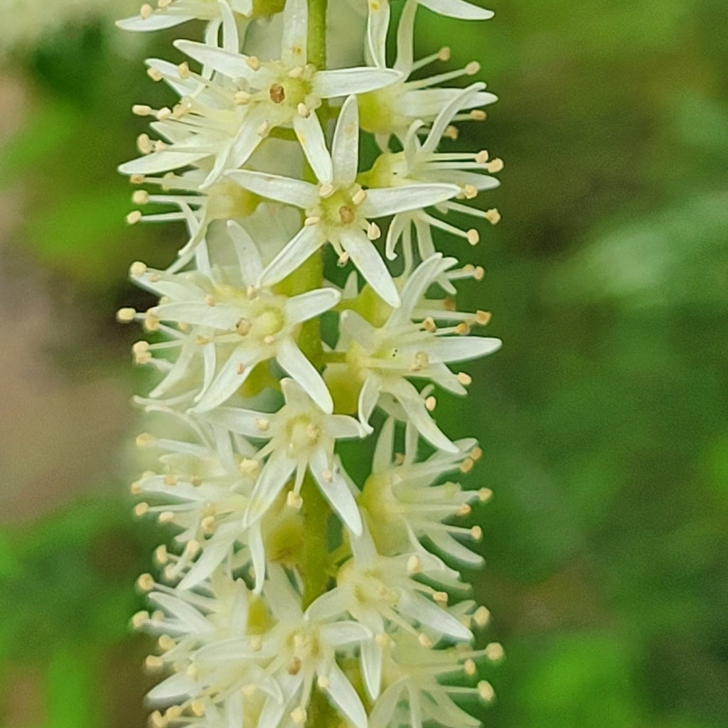 Virginia Sweetspire