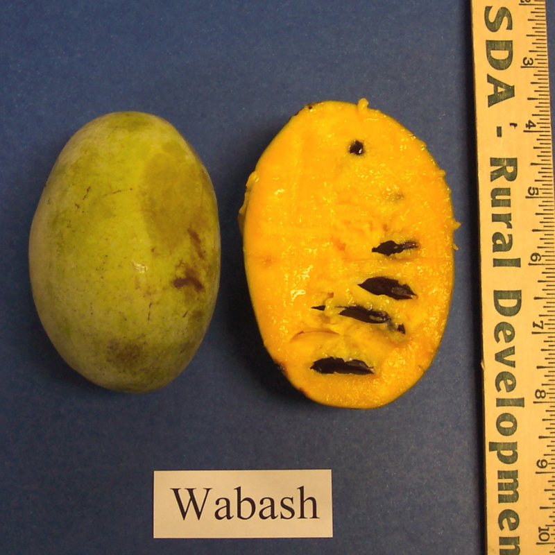 Peterson Pawpaws ®- 'Wabash' ®