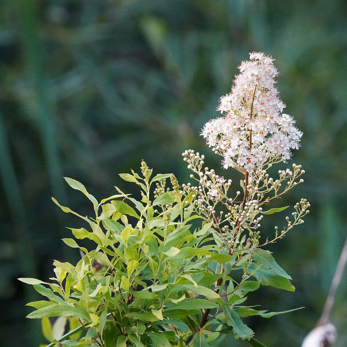White Meadowsweet (Spirea alba)