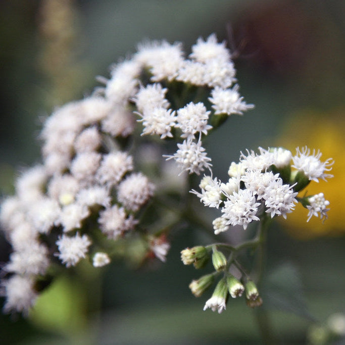 White Snakeroot