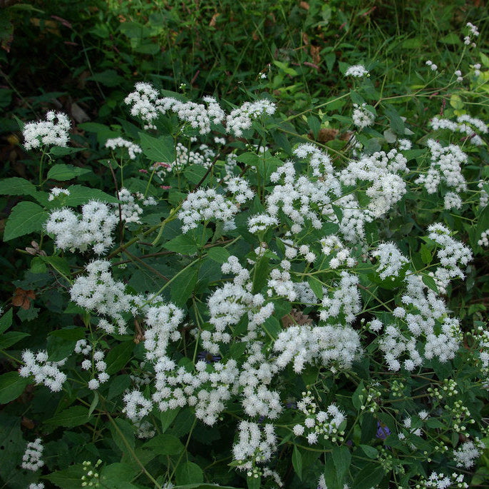 White Snakeroot
