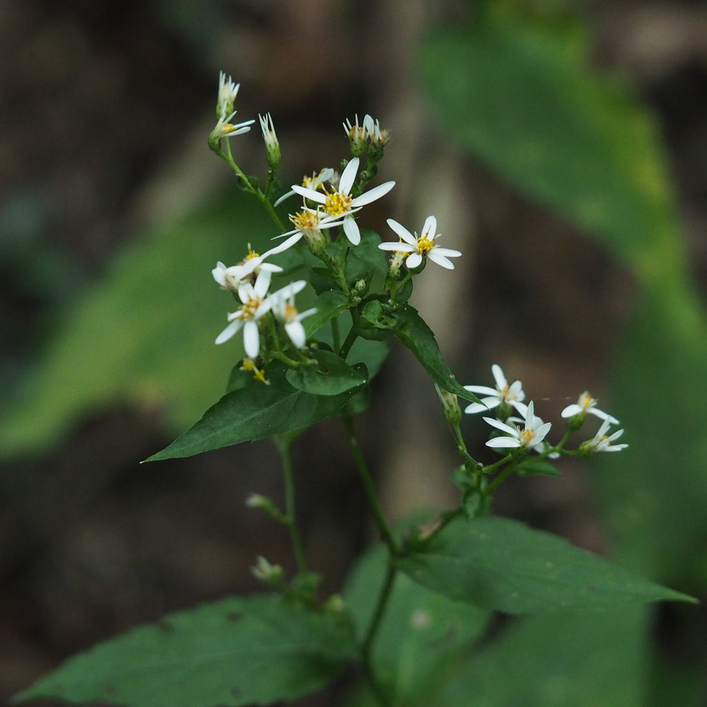 White Wood Aster (NJ Ecotype)