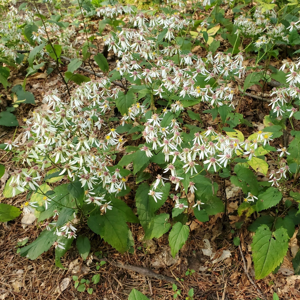White Wood Aster (NJ Ecotype)