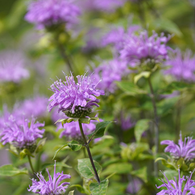 Wild Bergamot— 1 Quart