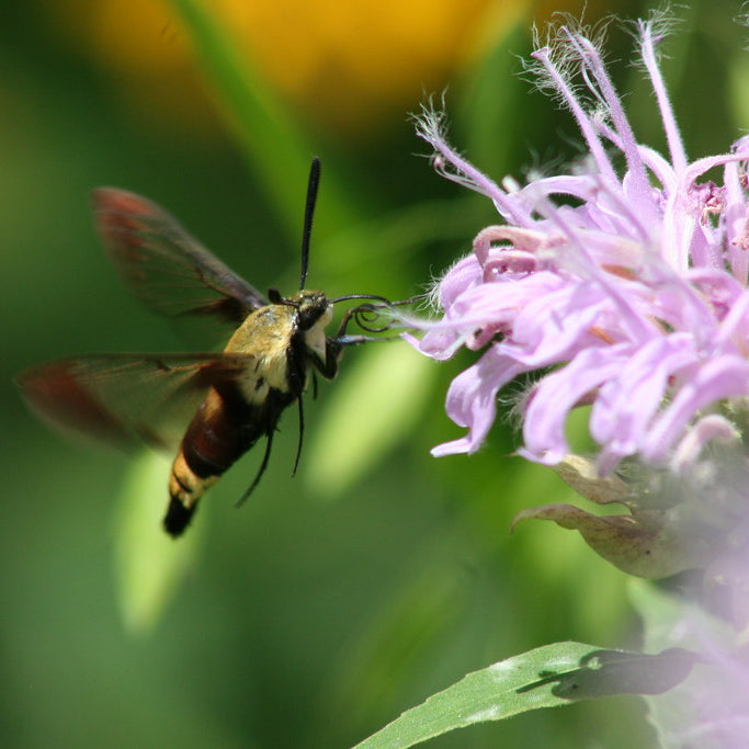 Wild Bergamot— 1 Quart