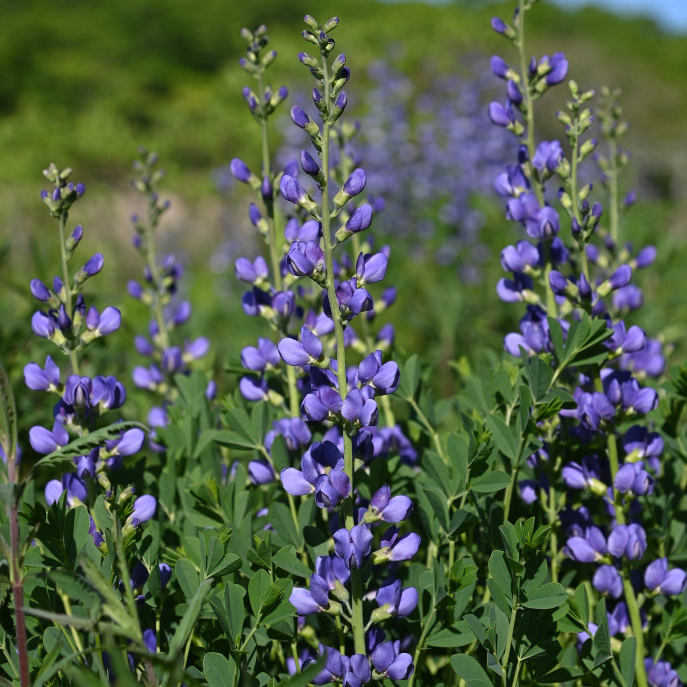 Wild Blue Indigo— 1 Quart
