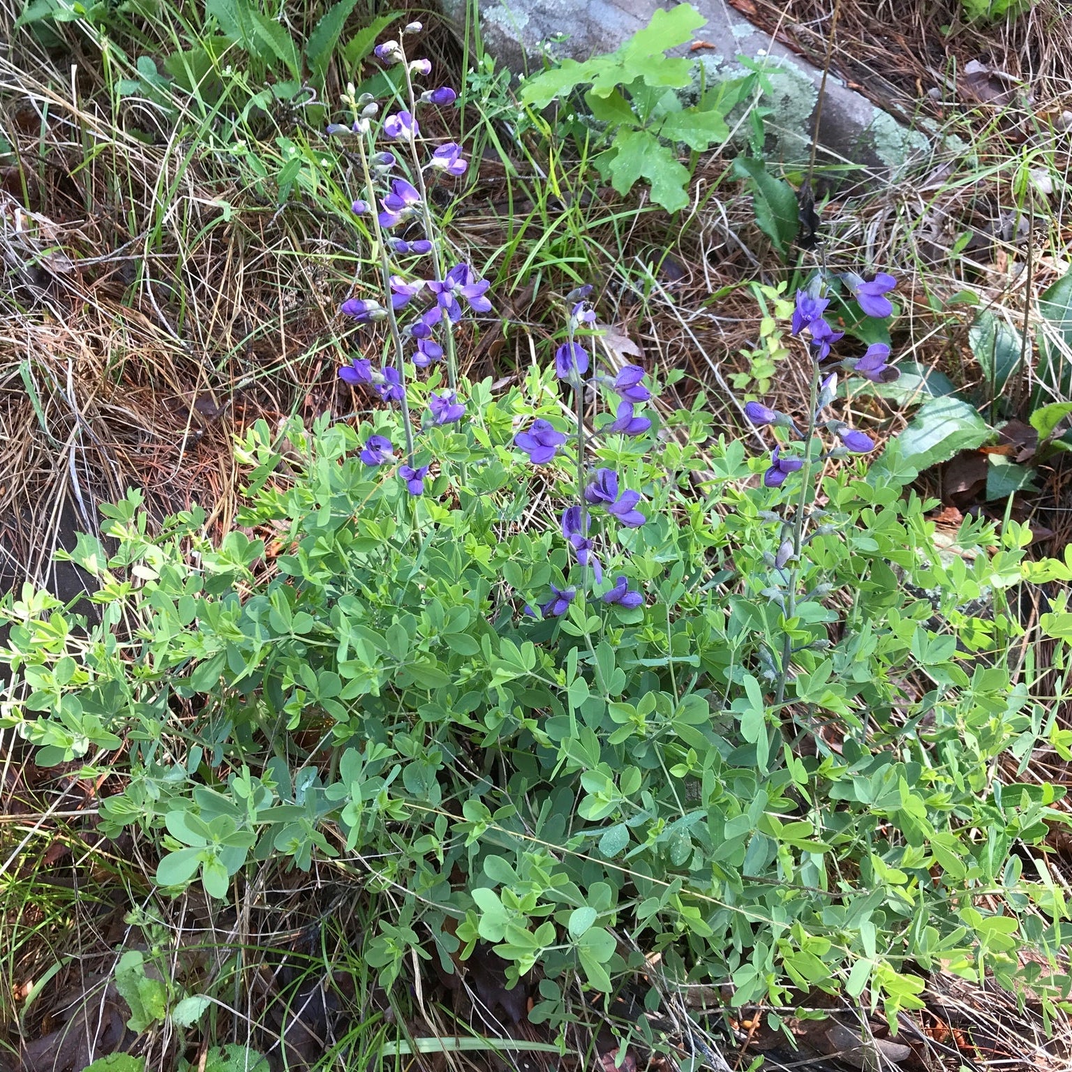 Wild Blue Indigo— 1 Quart