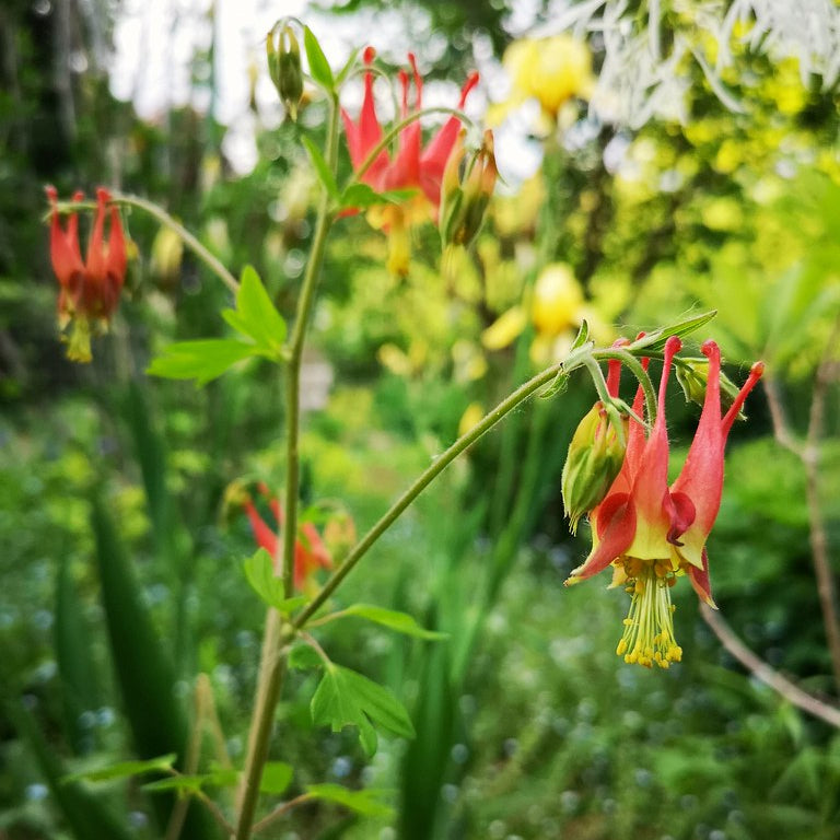 Native Columbine— 1 Quart