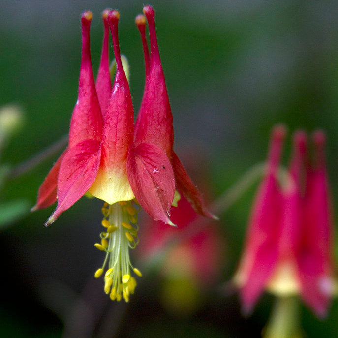 Native Columbine— 1 Quart