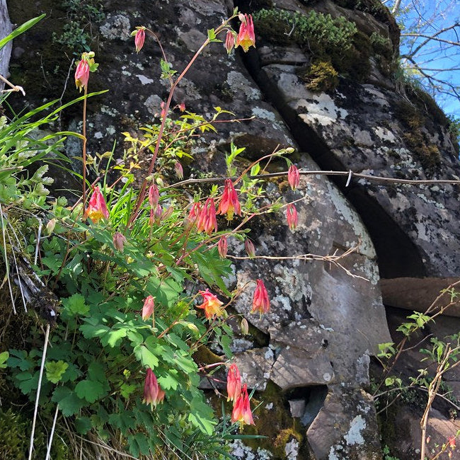 Native Columbine— 1 Quart