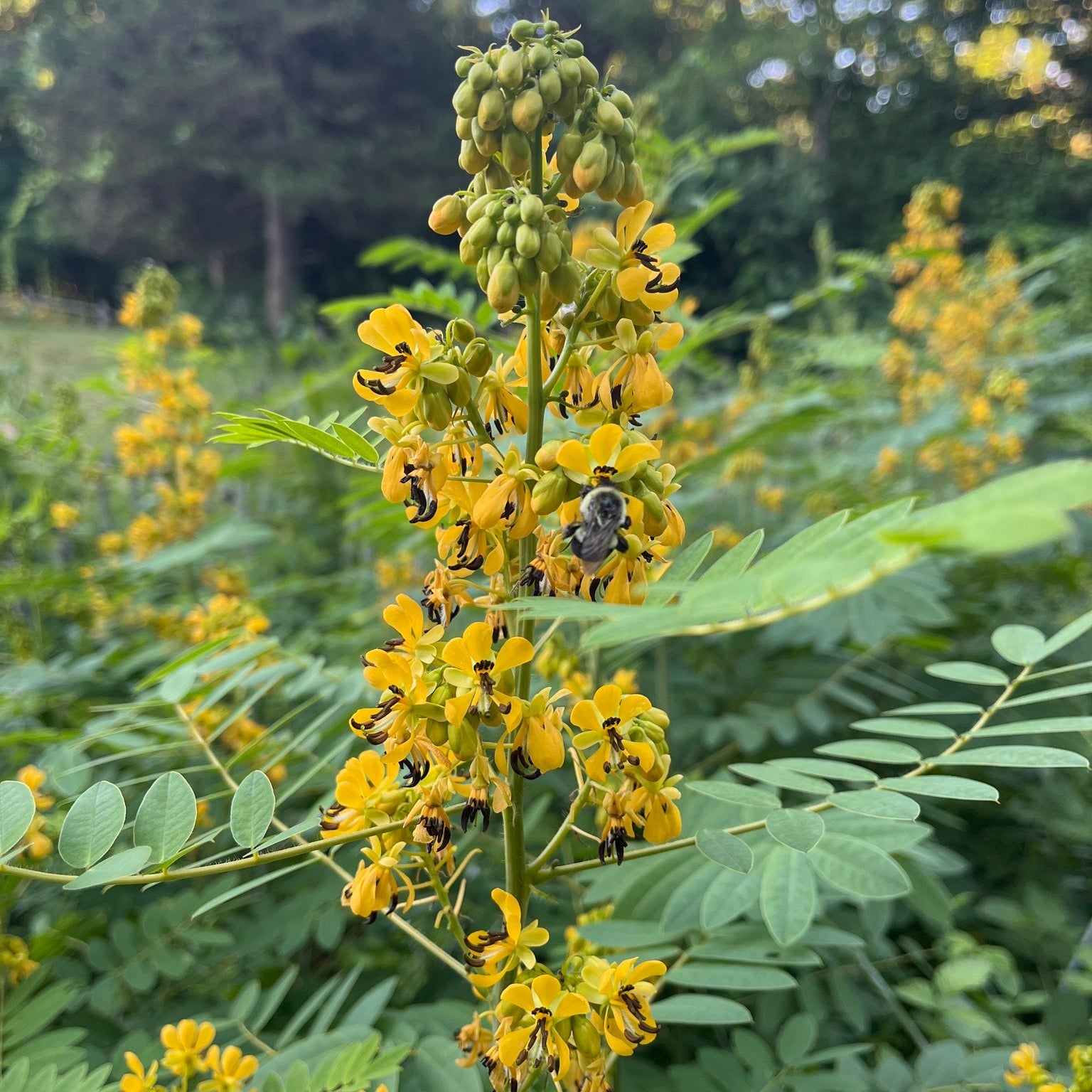 Wild Senna— NJ Harvested